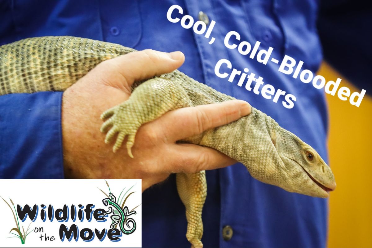 Wildlife On The Move Presents Cool, Cold-Blooded Critters for Prosper Community Library (Prosper,TX)