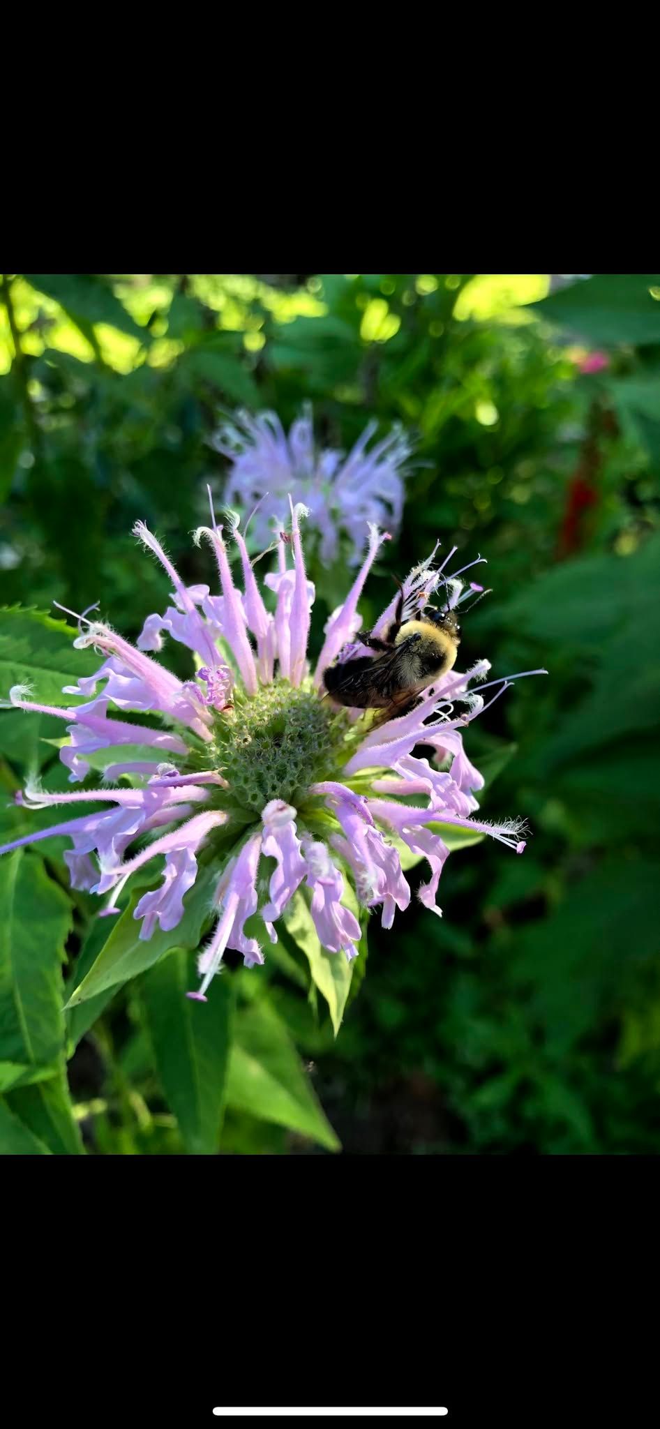 Pollinators in your Backyard