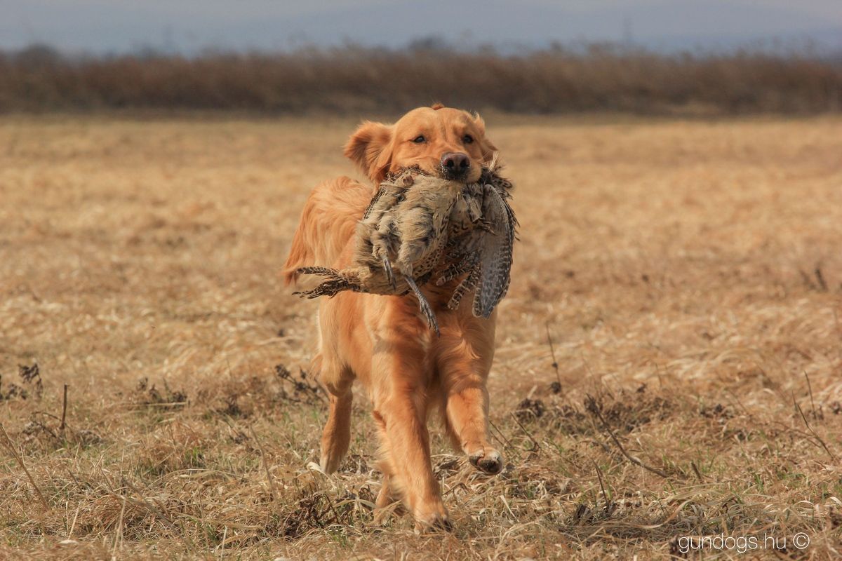 RETRIEVER CACIT \/ CACT FIELD TRIAL