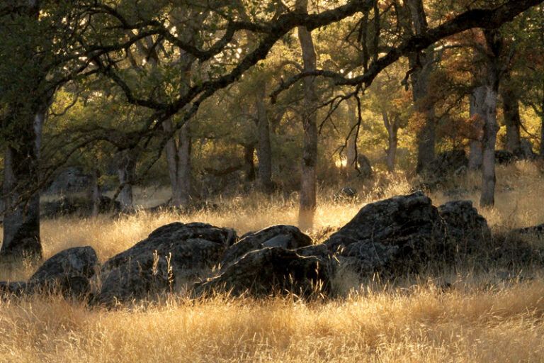 December 7 \u2013 Fall Free For All: an Open Preserve Day!