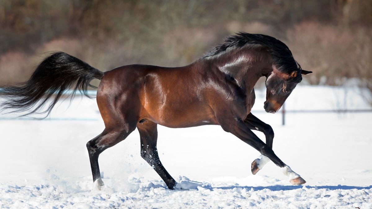 Winter Solstice (Yule) ritual, honoring Epona