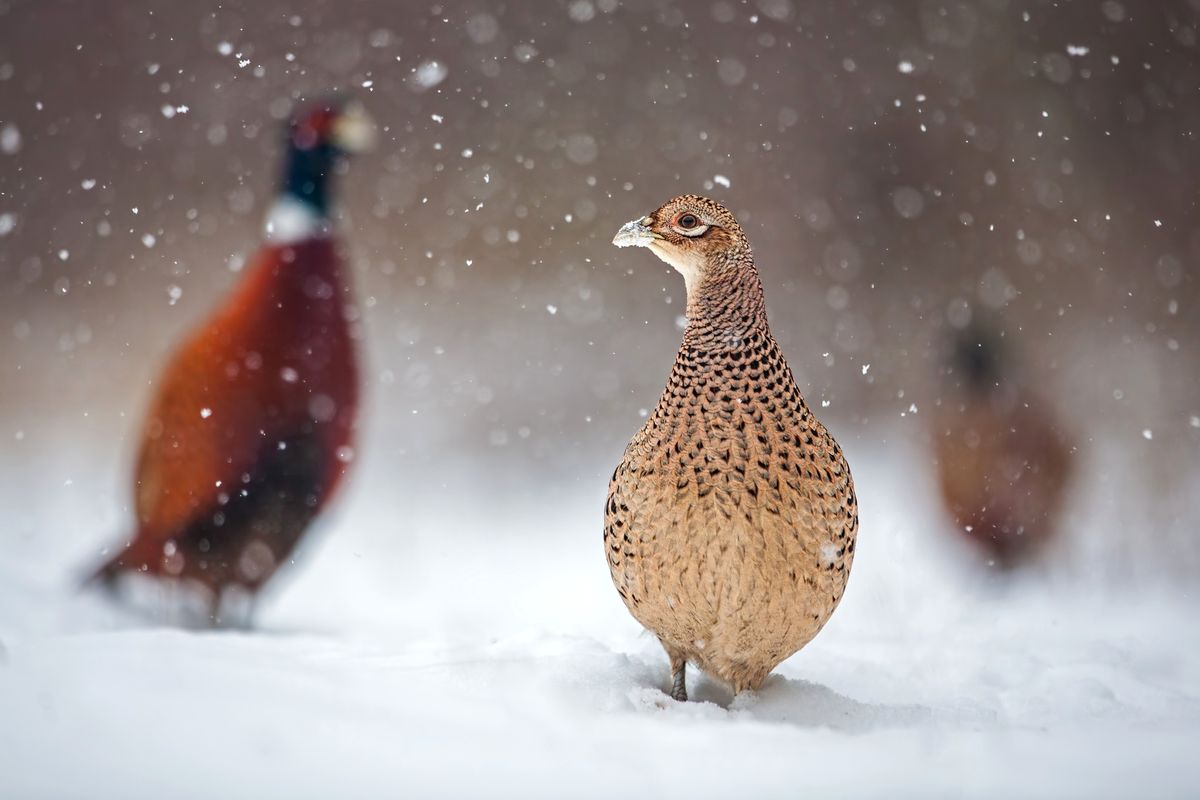 Winter Birds Presentation