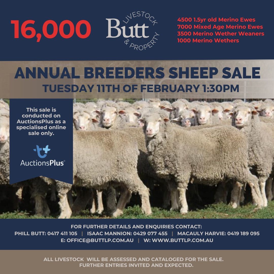 Annual Breeders Sheep Sale