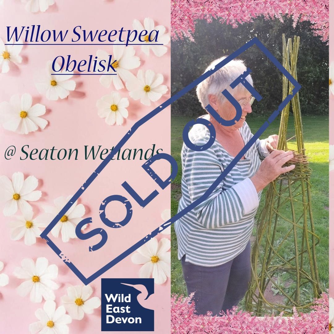 Willow Sweatpea Obelisk