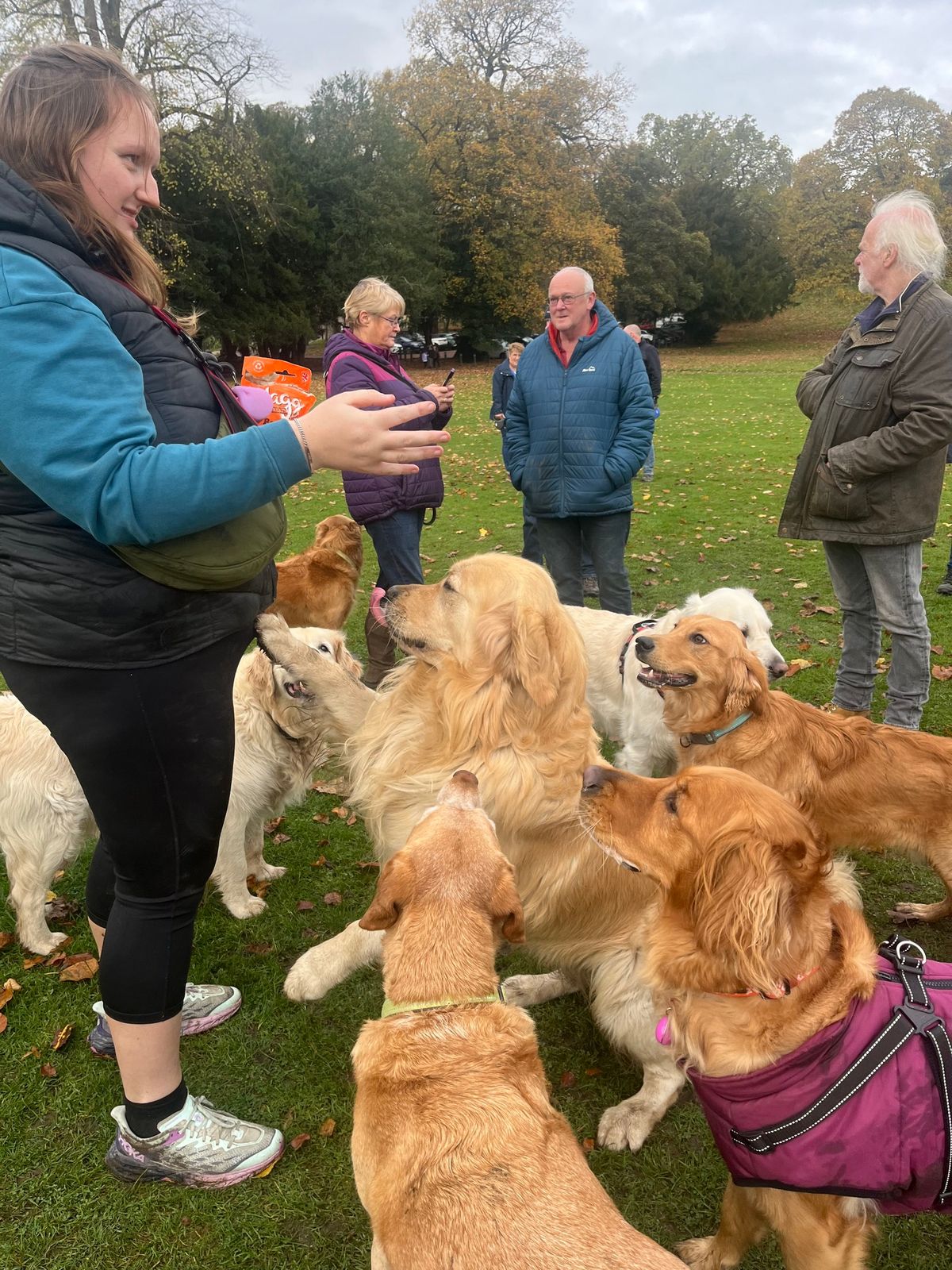 Golden Retriever Meet Up 