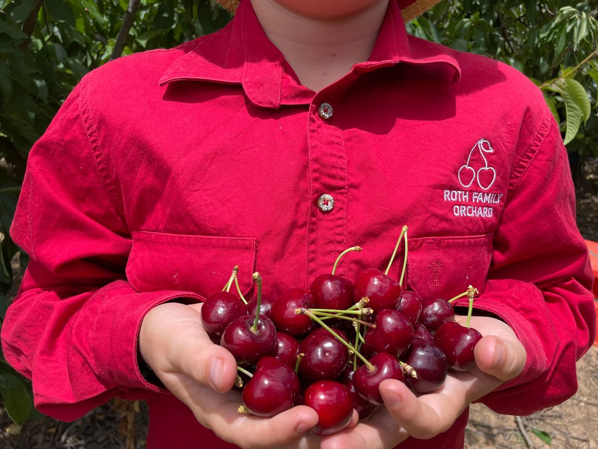 Cherry Picking Mudgee