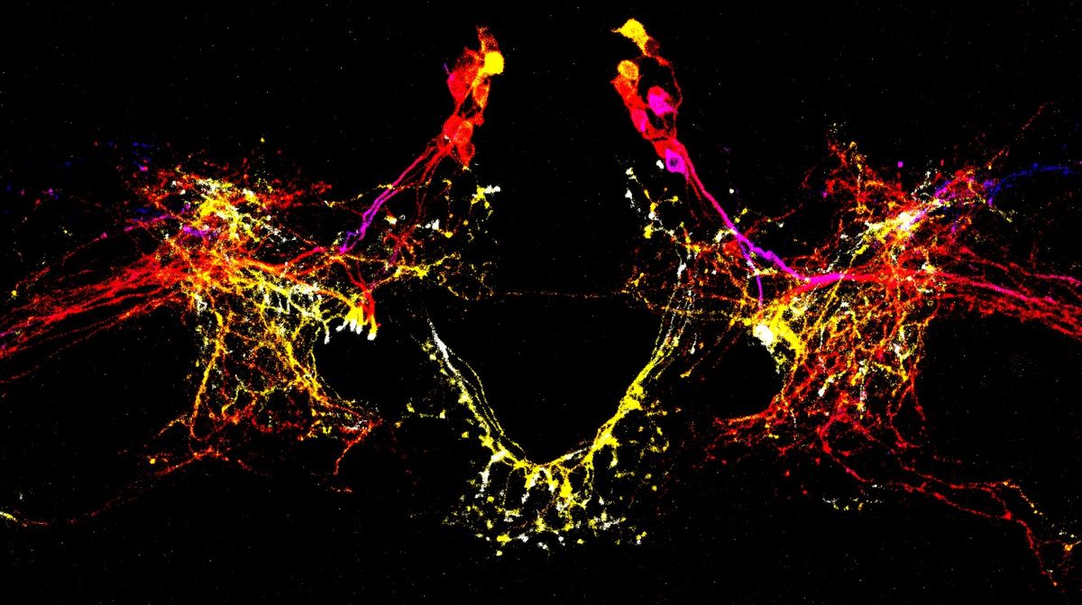 LIVE@Frost Science: Neuronal Control of Locomotion