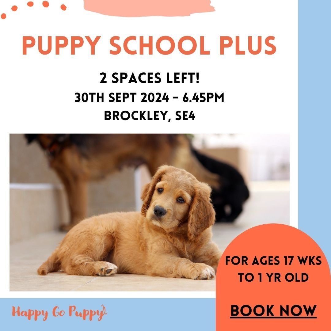 Puppy School Plus Brockley