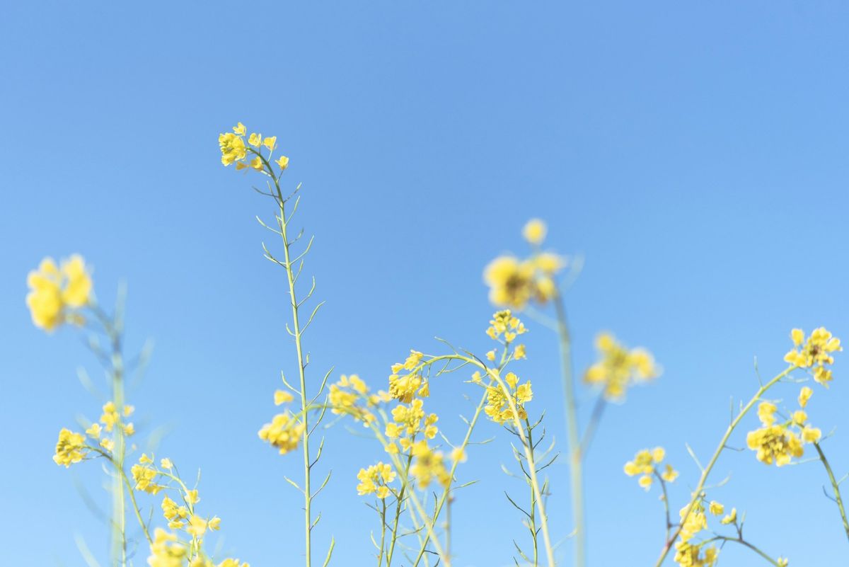 Spring Day Retreat: Breathe Life, Move with Joy, Nourish Your Being