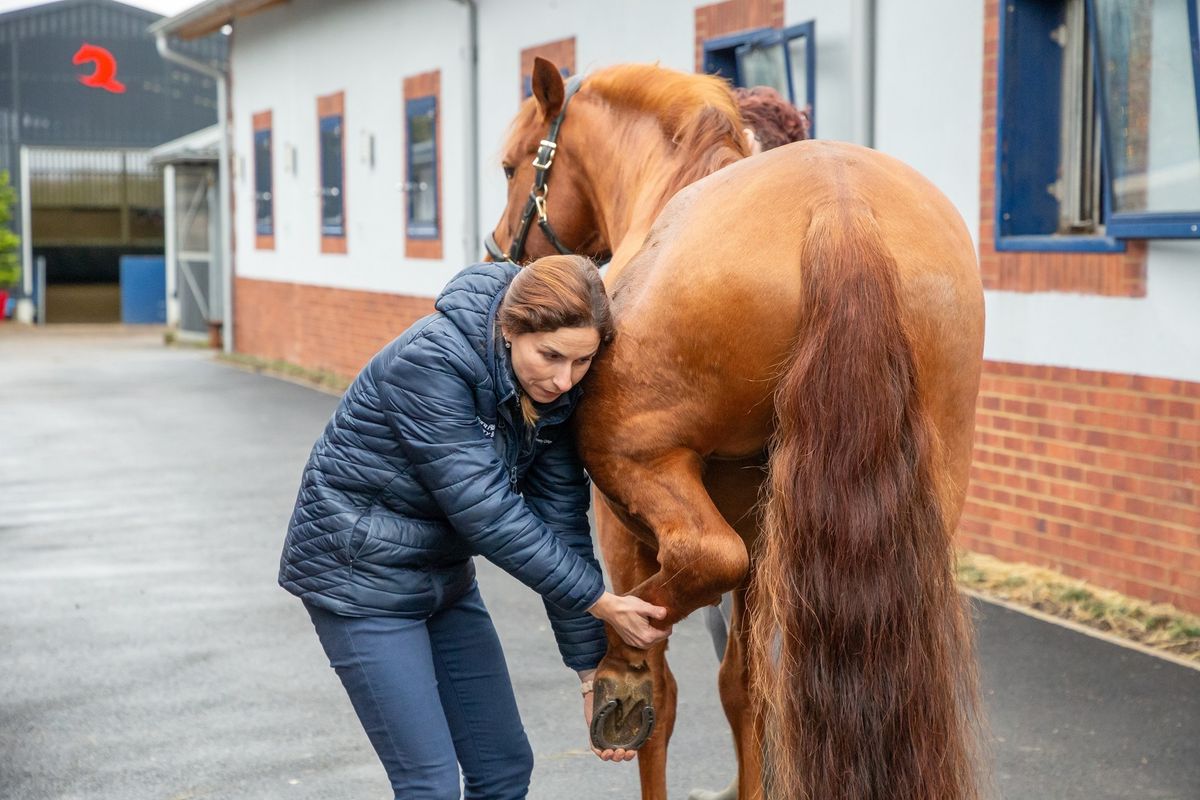 My horse isn't quite right - work ups and diagnostics