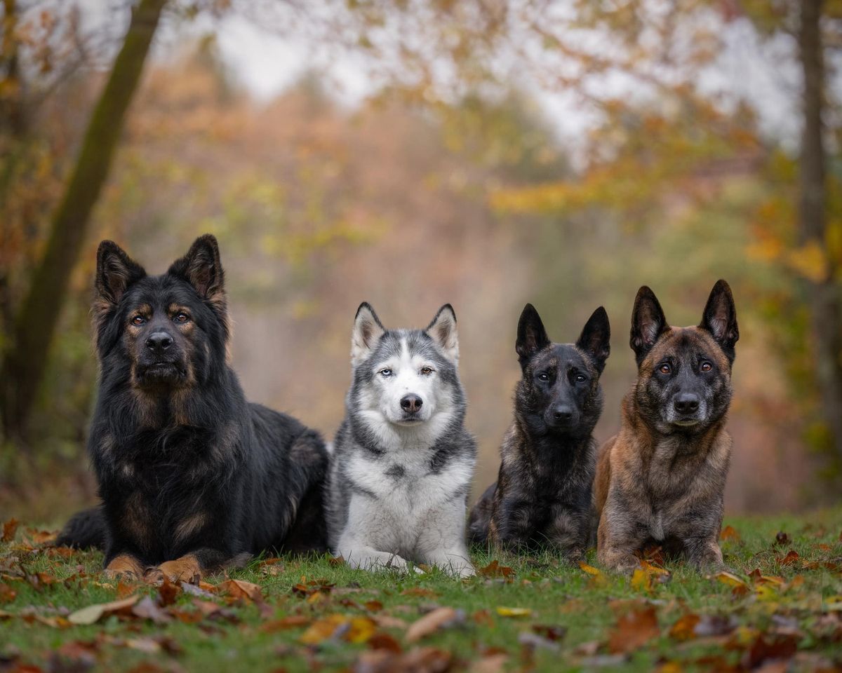 Advanced 2.0 6 Week Off Leash Group Class