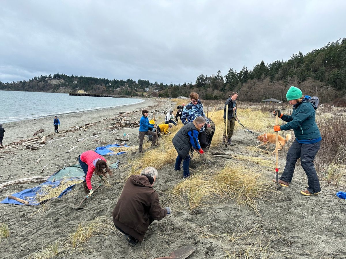 MLK Day Beachgrass Pull