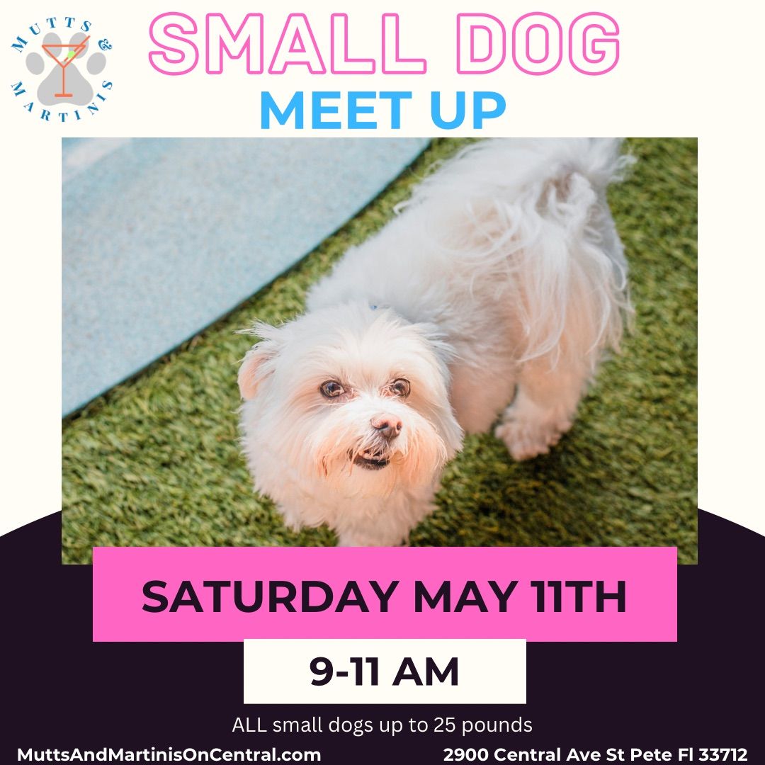Small Dogs Meet Up