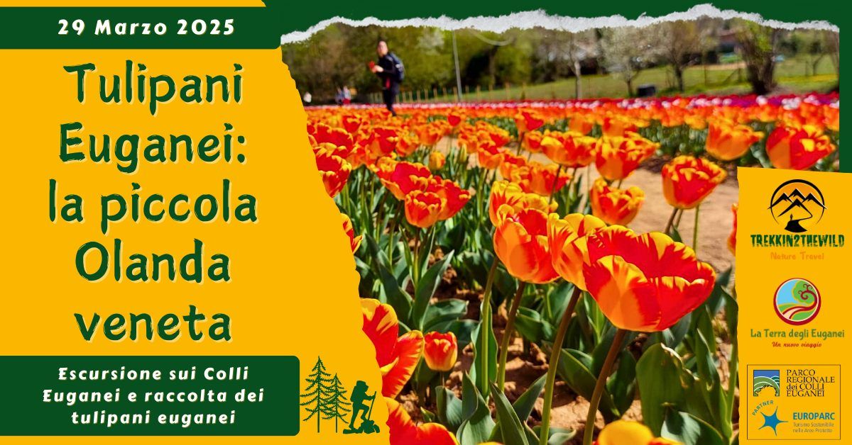 Tulipani Euganei: la piccola Olanda veneta - la mattina