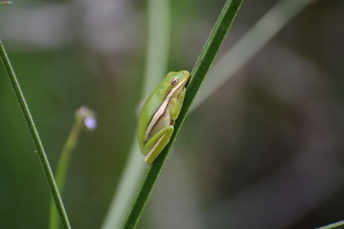 Amazing Amphibians