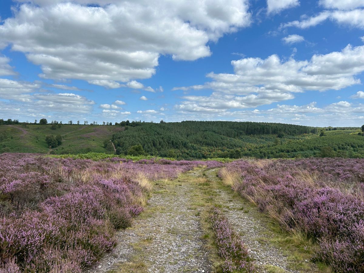 Final walk of 2024! Cannock Chase 2 Trigs Walk