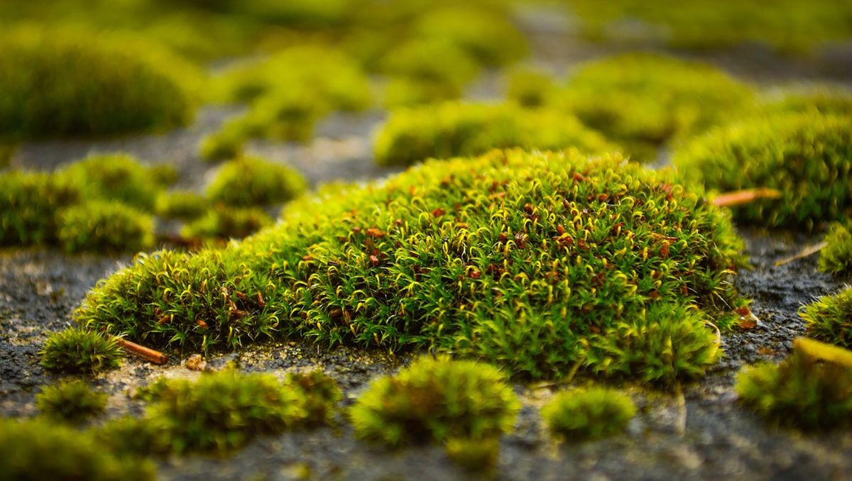 Surprise avec les mousses et lichens