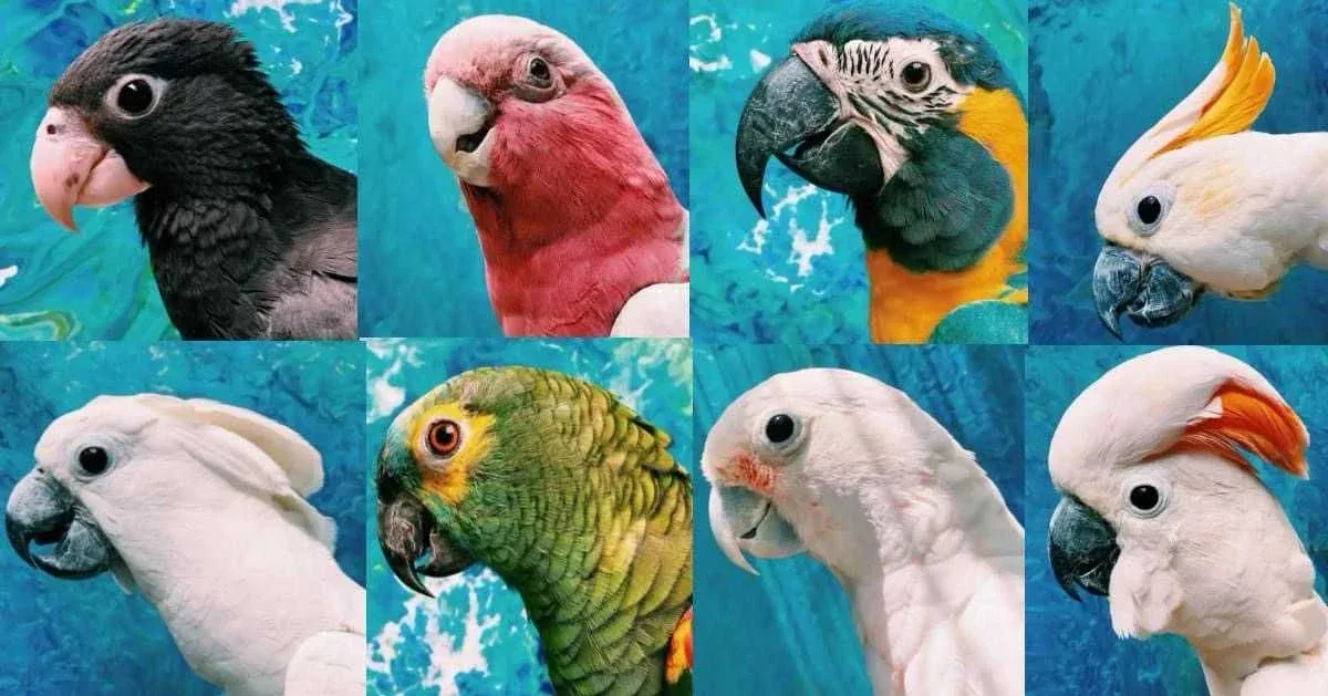 \ud83c\udf3f\ud83e\udd9c  RESCHEDULED  Tour at Bird Gardens of Naples! \ud83e\udd9c\ud83c\udf3f\n\nJoin us