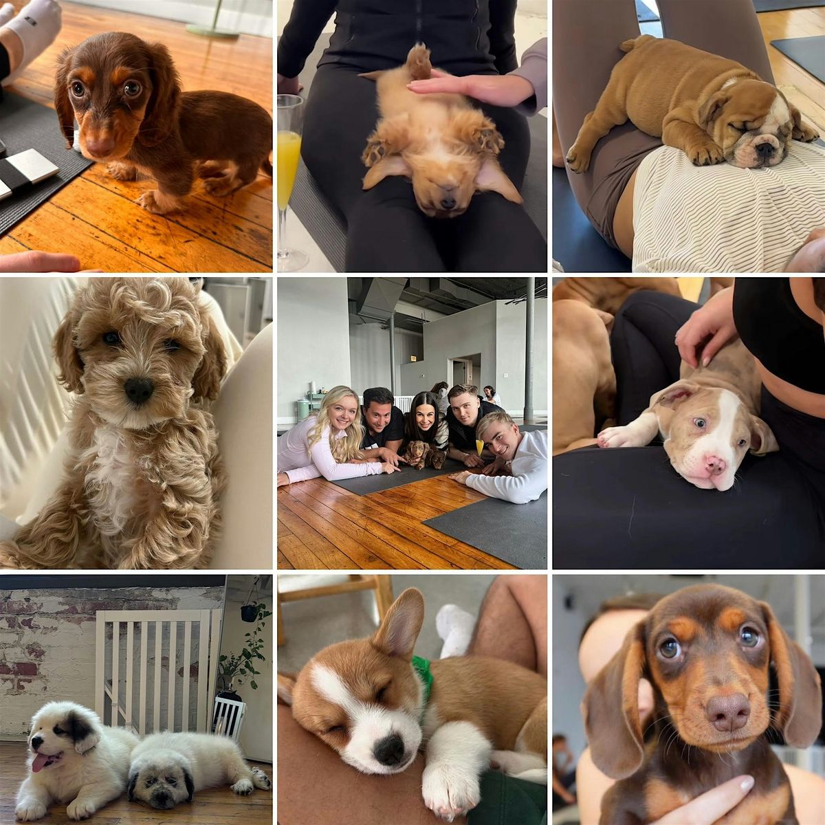 Yoga with Puppies - April 4th