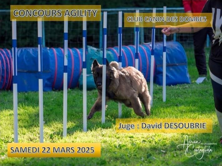 Concours agility Club Canin des Dombes