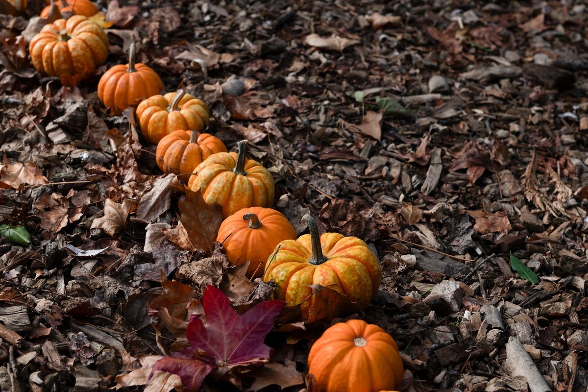 Atelier cr\u00e9atif : Les petits monstres de l\u2019arboretum ! 