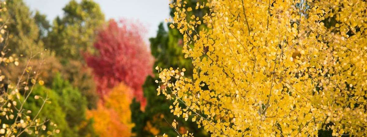 Seasonal Tree Walk