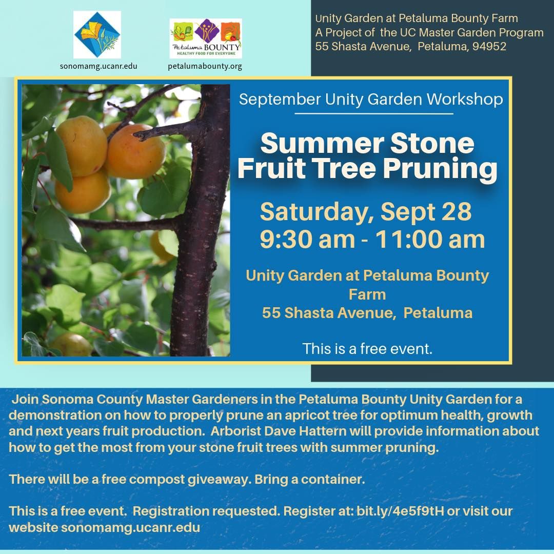 Summer Pruning of Apricot Tree Demonstration