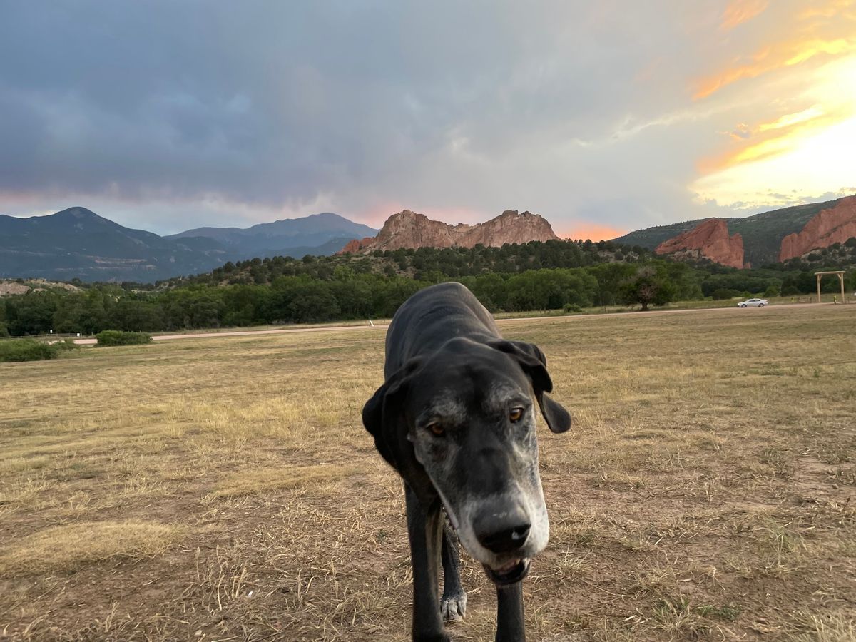 LWVPPR Discourse & Dogs