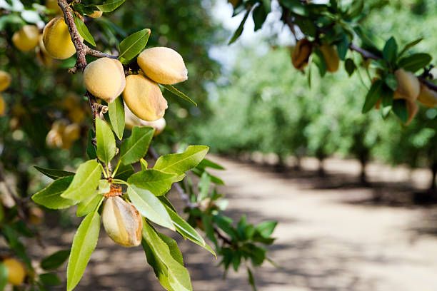 Nut Orchard Workshop