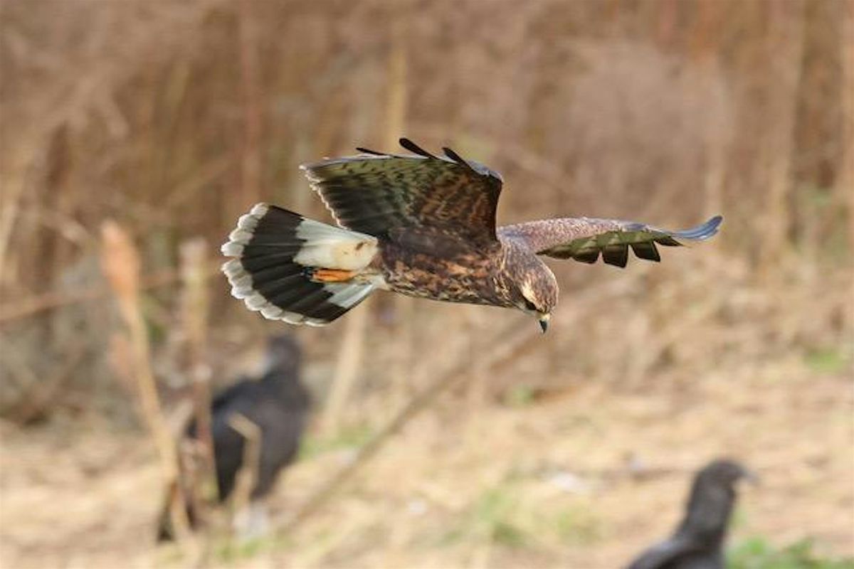 Explore Florida:  Paynes Prairie (La Chua Trail) and Sweetwater Wetlands