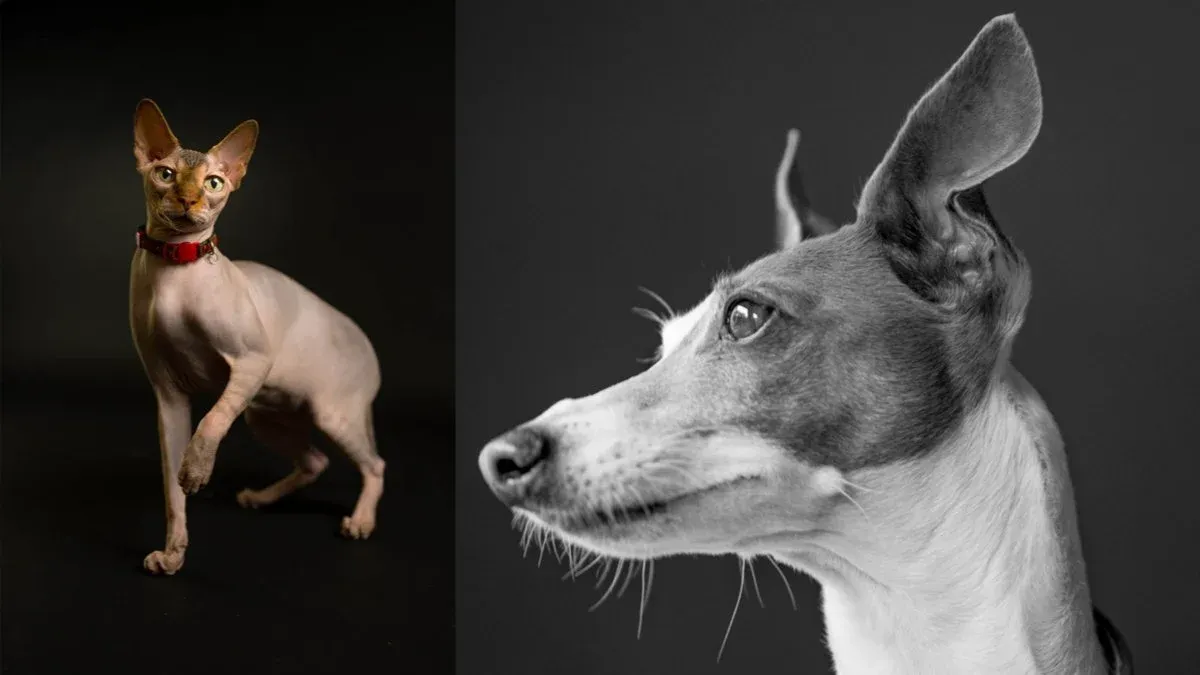 Photography Techniques: Taking Better Pet Photos