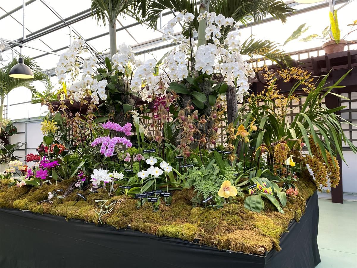 The Apopka International Spring Orchid Festival