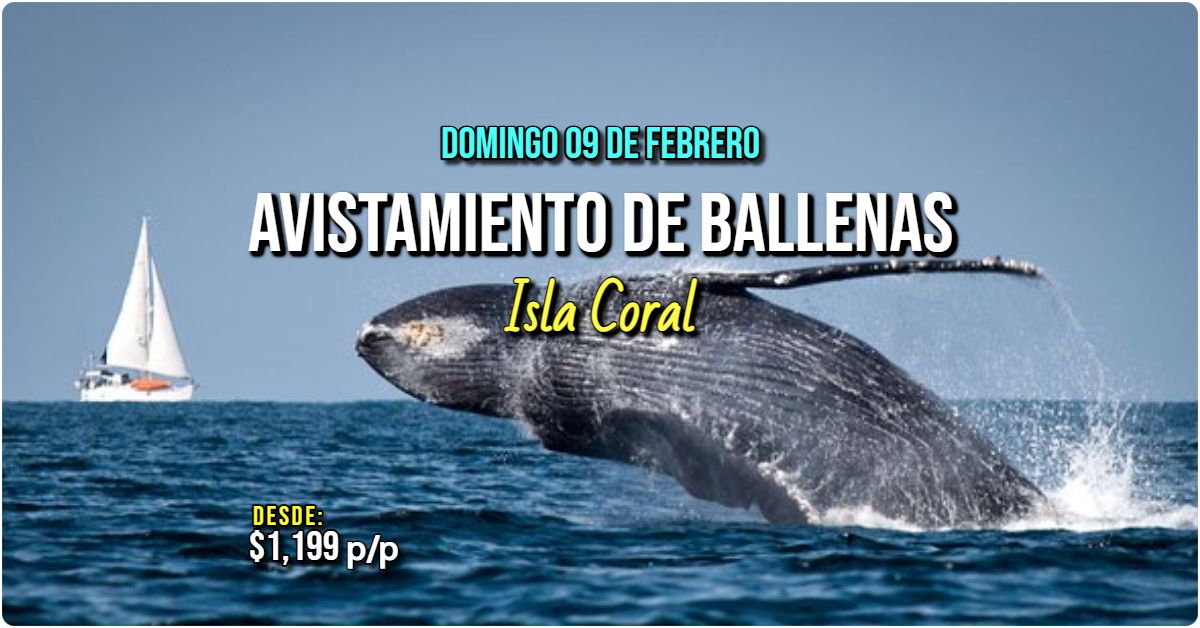 \ud83d\udc0bAvistamiento De Ballenas - Isla Coral\ud83e\udeb8