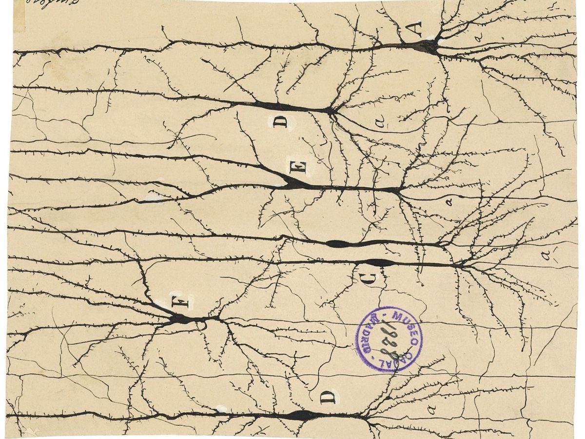 Oslo Body-Mind Centering\u00ae: Nervous System, Oslo, December 6 \u2013 8, 2024