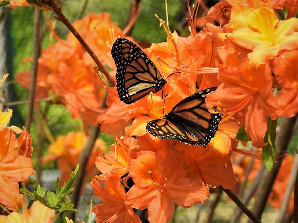 Opening of Flying Flowers