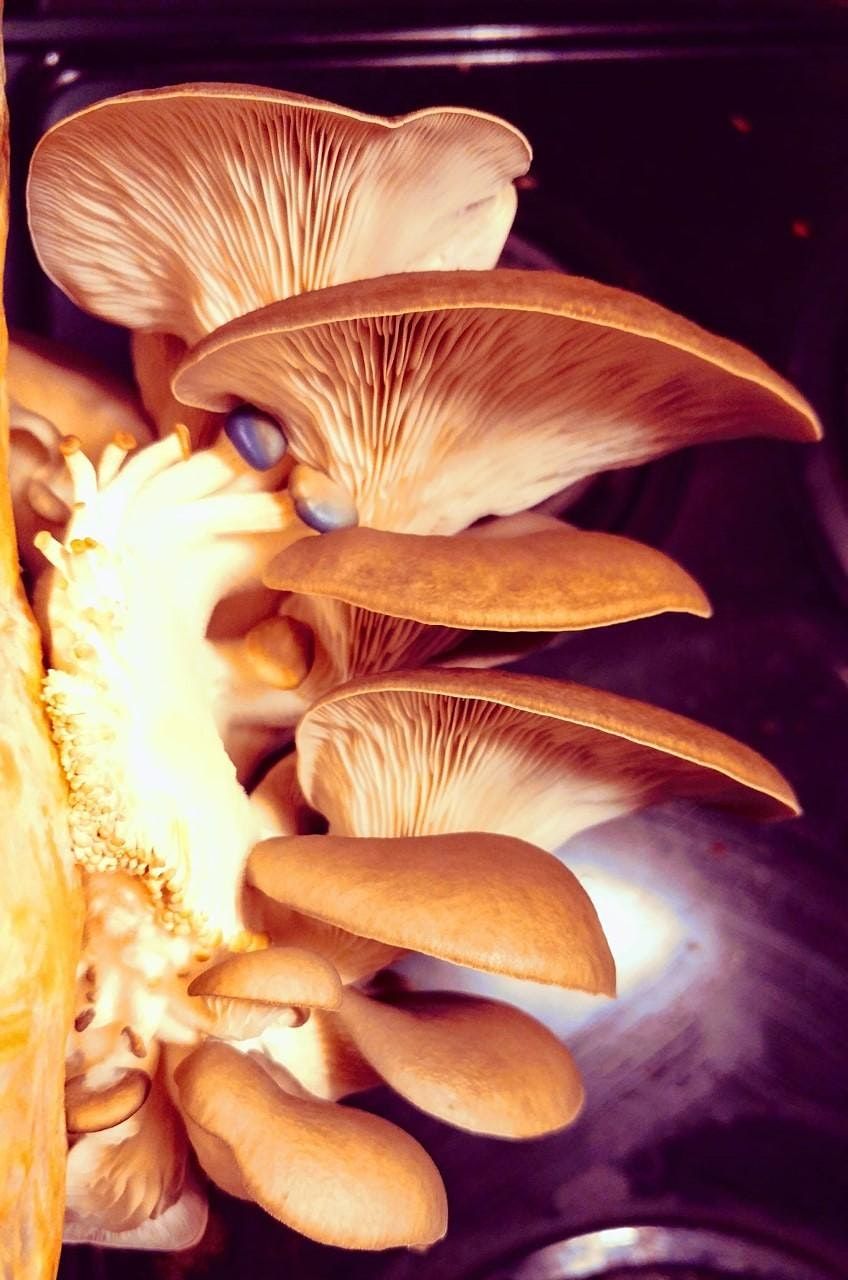 Advanced Mushroom Growing Techniques