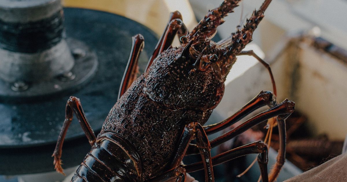 Christmas Seafood Pop Up Shop - Fremantle