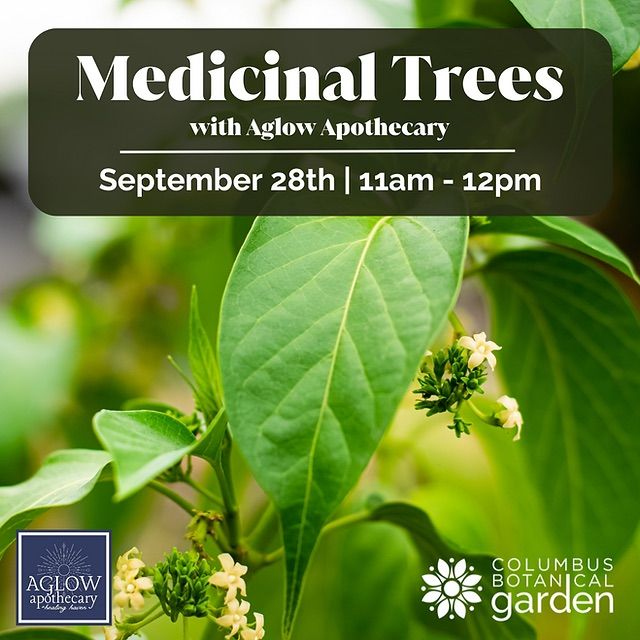 Medicinal Trees Workshop