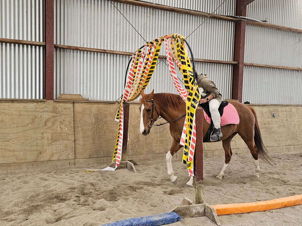 1 Day Horsemanship Clinic - Taramoa\/Invercargill