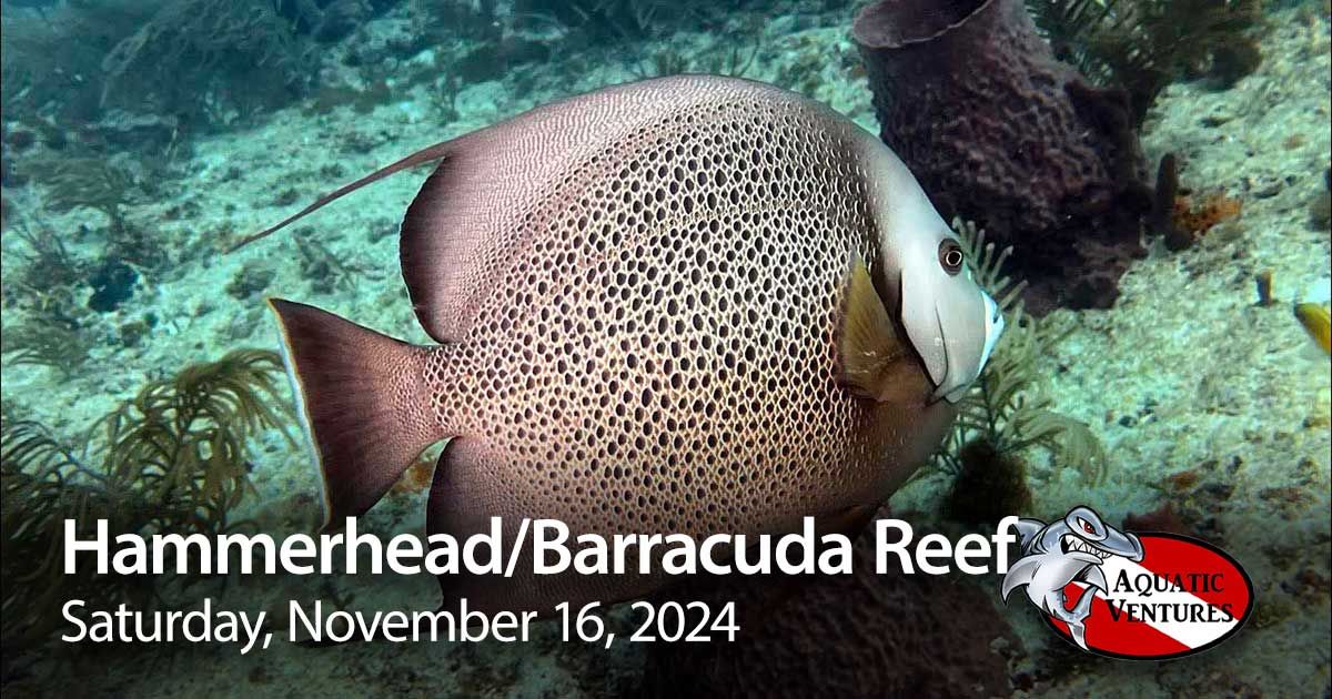 Hammerhead\/Barracuda Reef