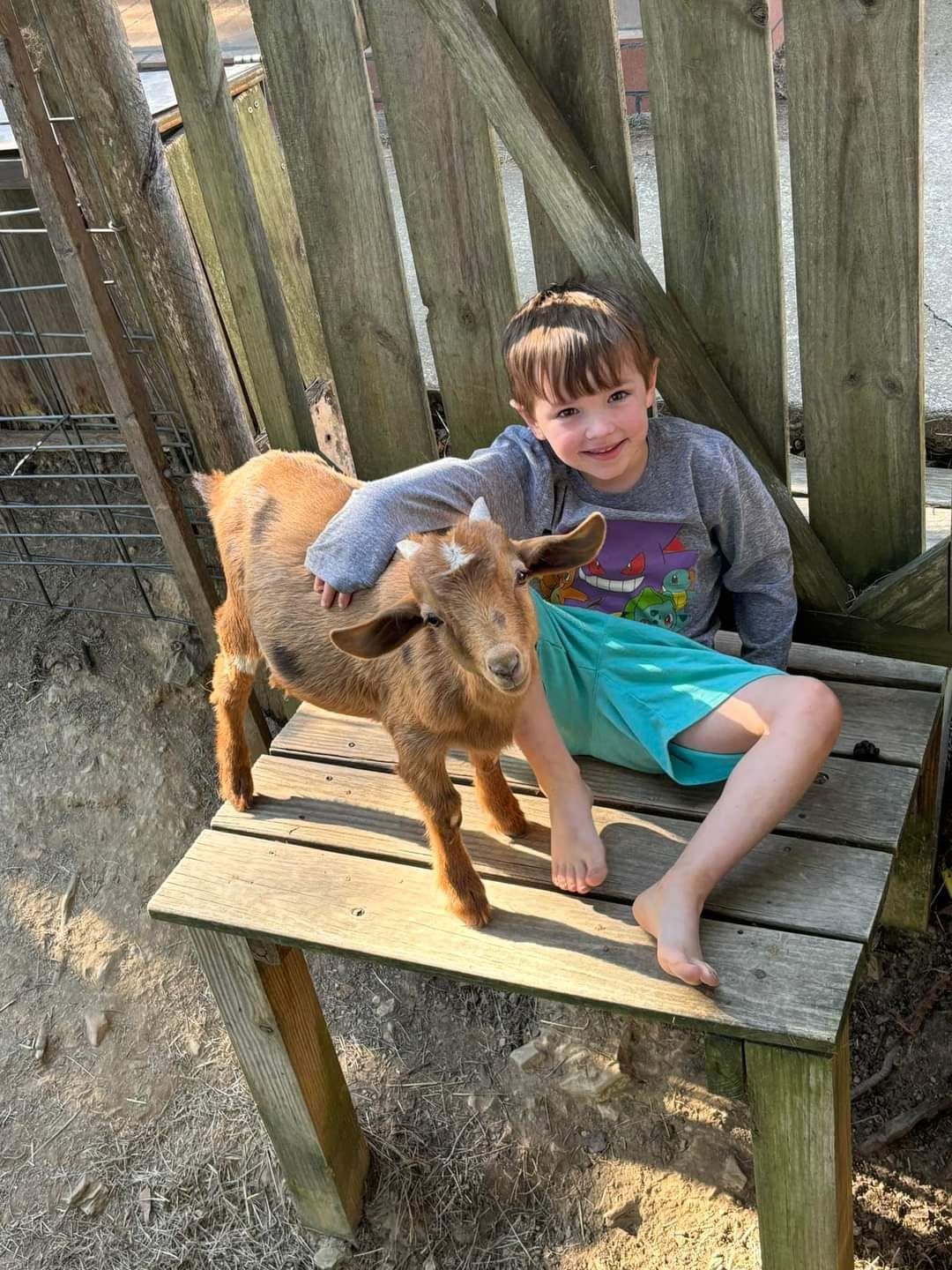 Indoor Beginner Goat Yoga