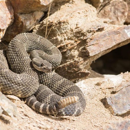 Rattle Snake Ready LLC , Rattlesnake Aversion Training