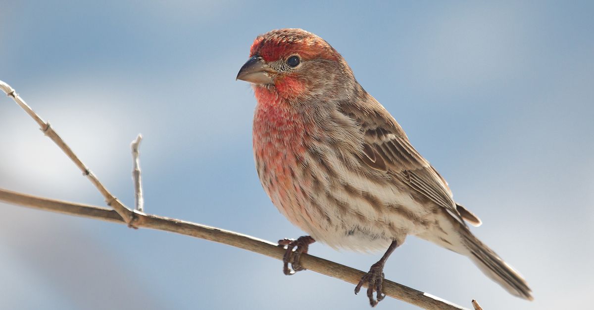 Free Class | Attracting Birds