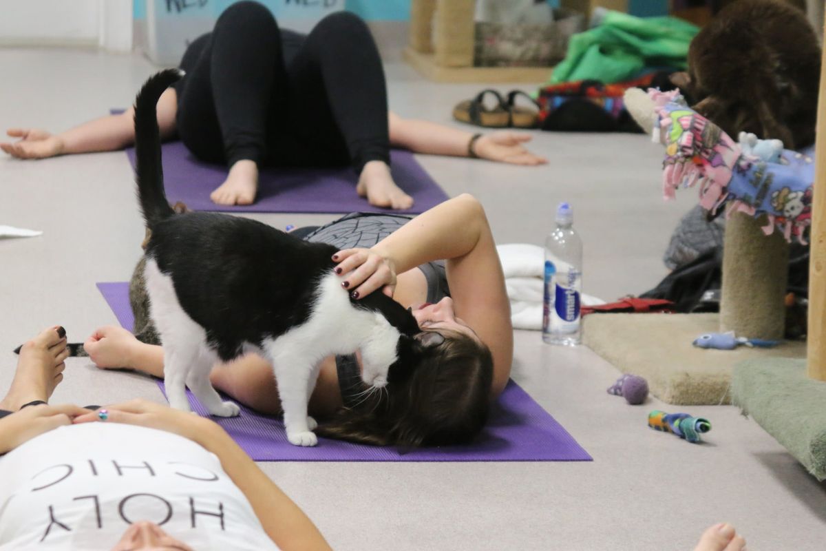 Cat Yoga- Yoga Mats and Kitty Cats