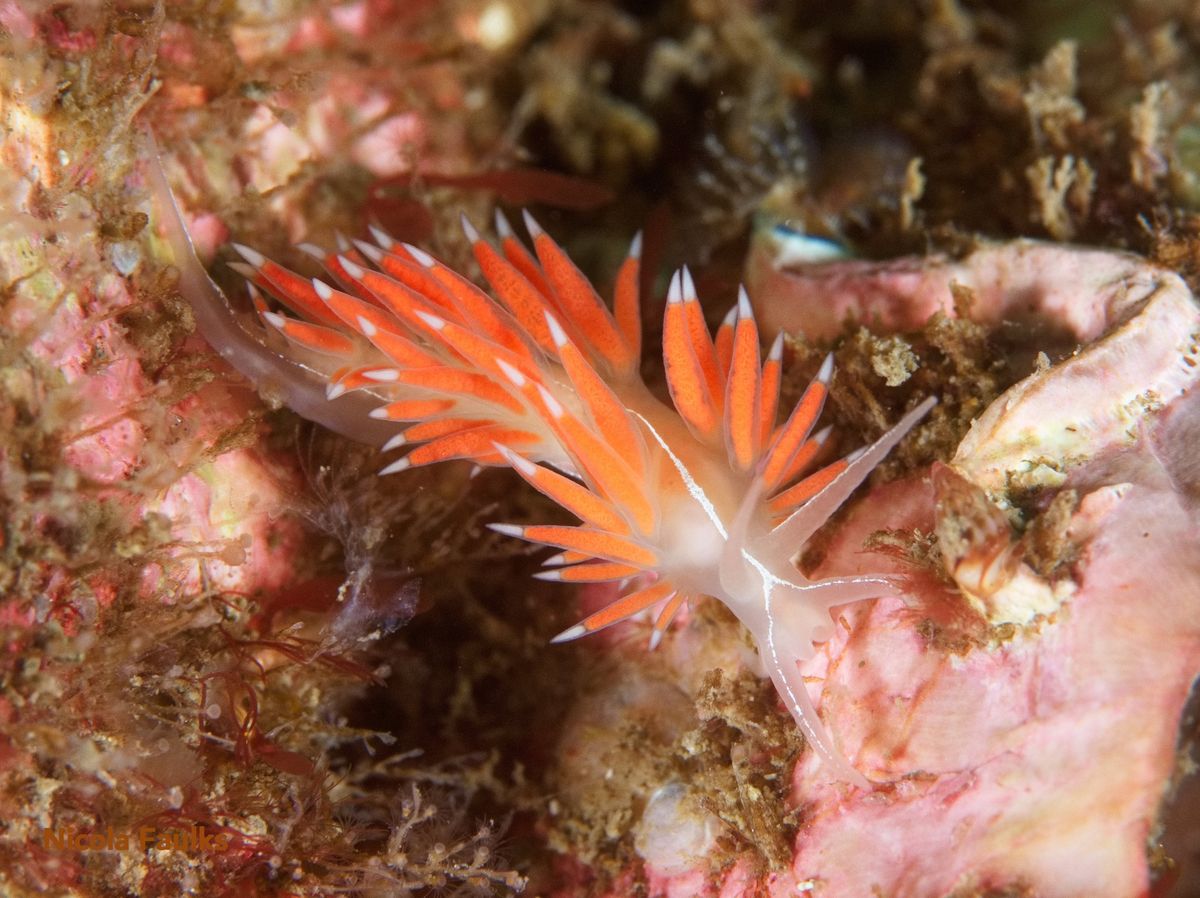 05 May 2025 - Farne Islands Diving