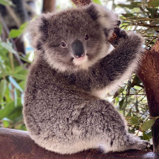 Madhatters Critter Crisis Tea Party Caversham Wildlife Park Perth 25 March 21