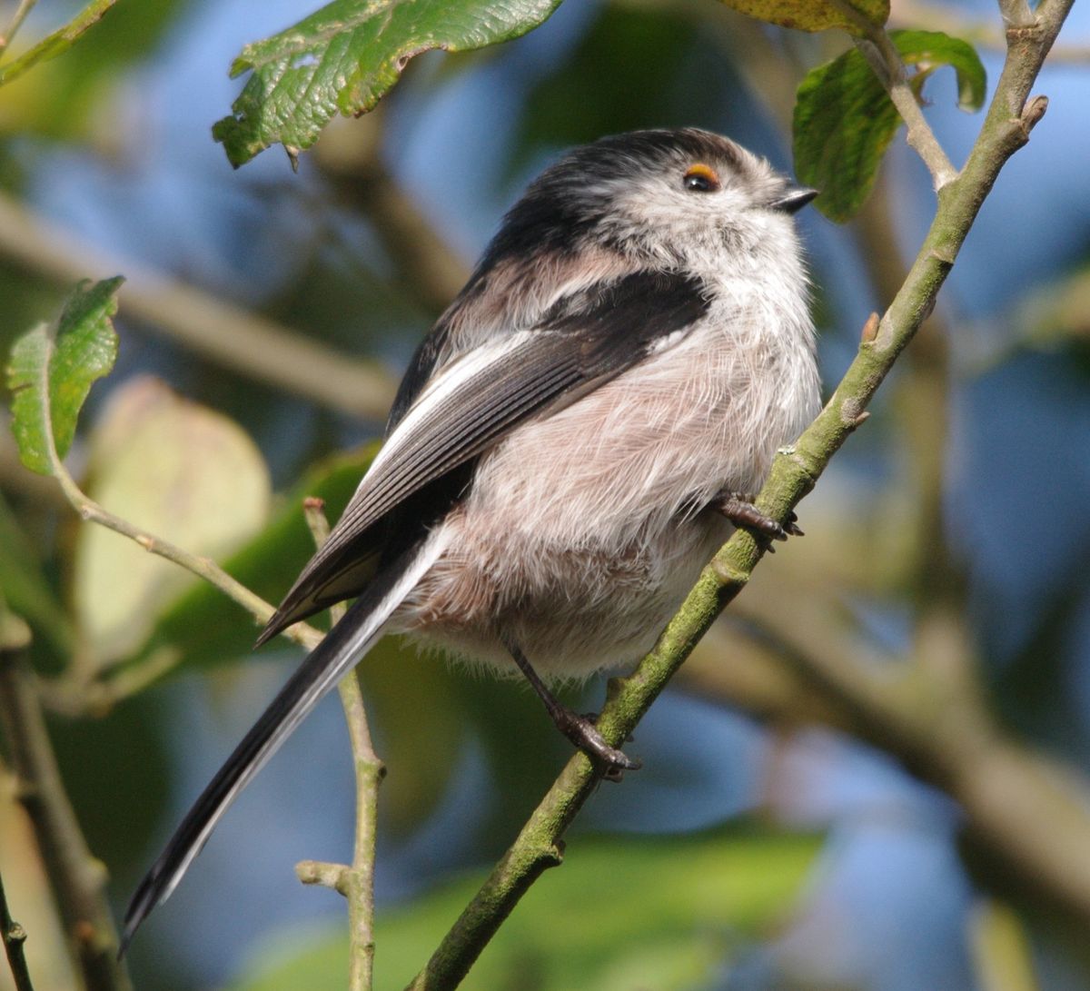 Spring Nature Walk with Dave Fairlamb