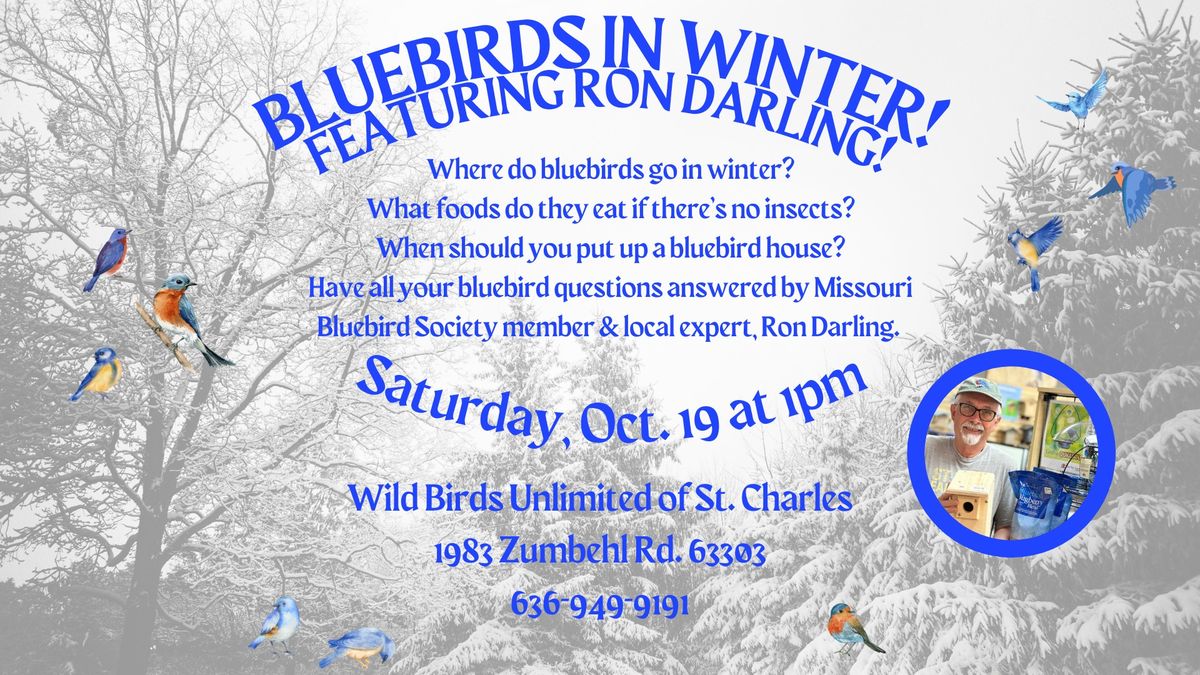 Bluebirds in Winter! Featuring Ron Darling