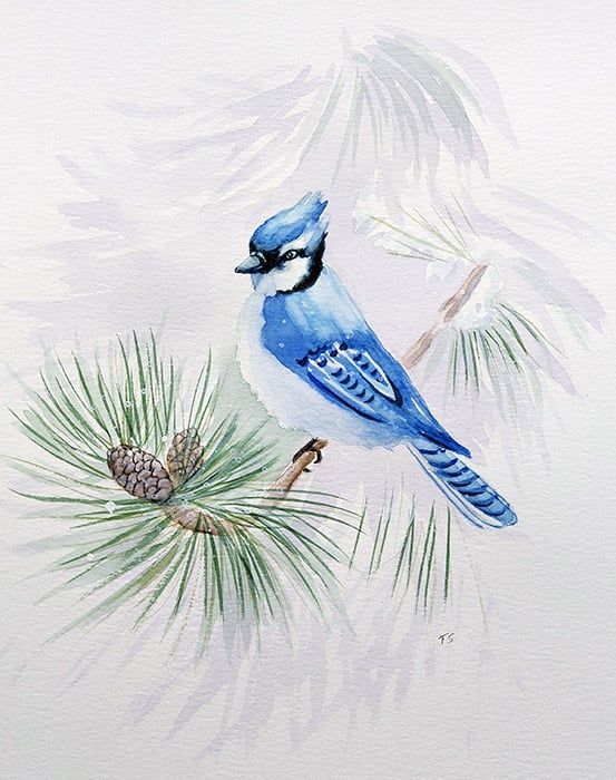 Watercolour Art Class Bluejay on branch