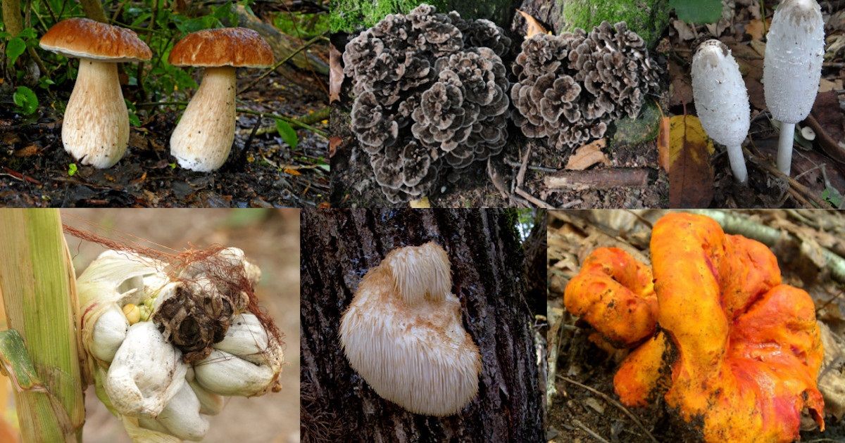 Fall Mushroom Hunt